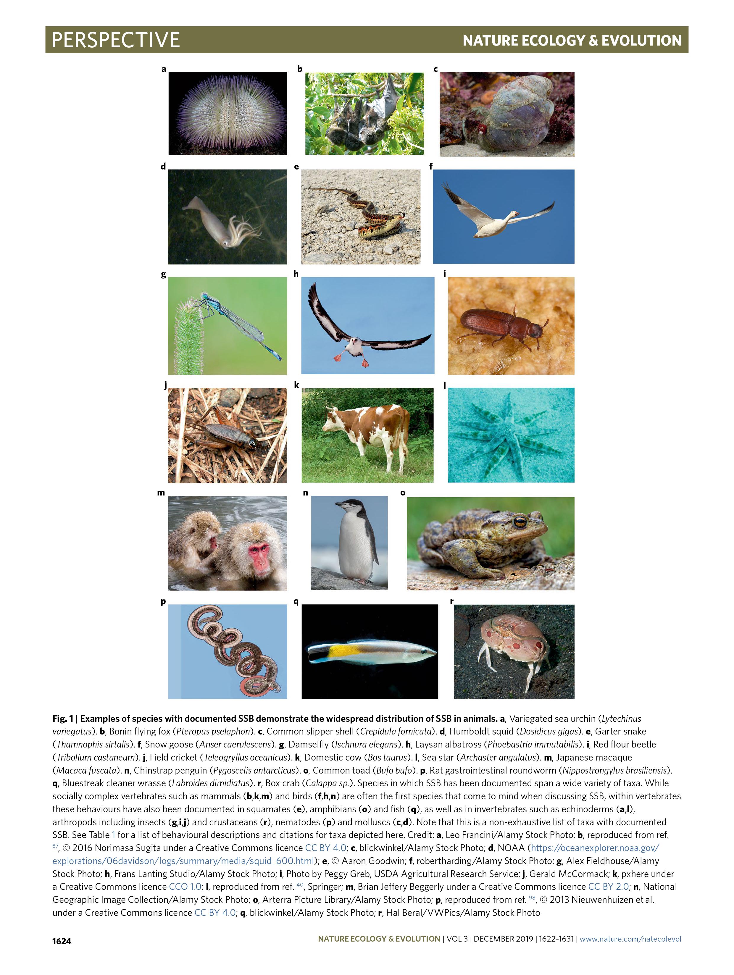图1 | 一些有记录在册的相同性别性行为（SSB）的物种，这体现了动物界SSB的广泛分布。（来源：原始论文 第3页）